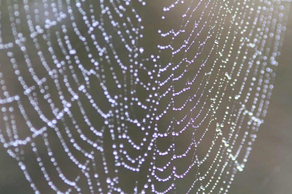 droplets on spider cobweb preview