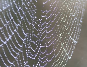 droplets on spider cobweb thumbnail