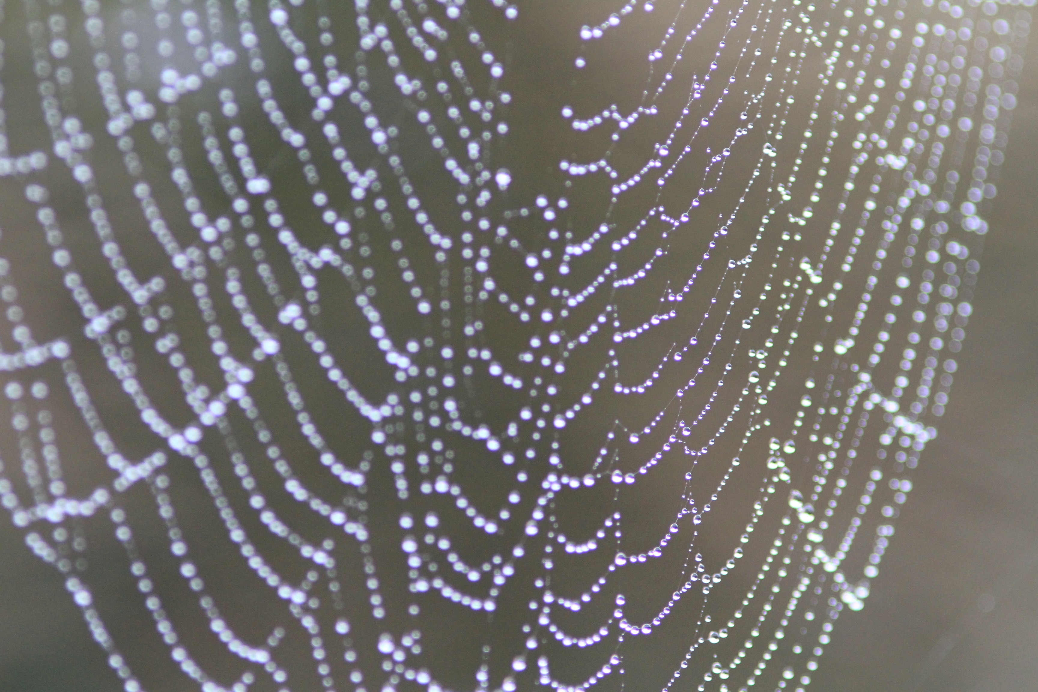 droplets on spider cobweb