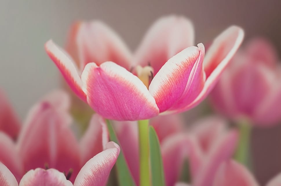 pink white petaled flowers in macro photogrpahy preview