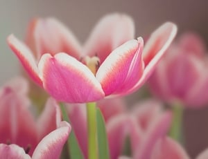 pink white petaled flowers in macro photogrpahy thumbnail