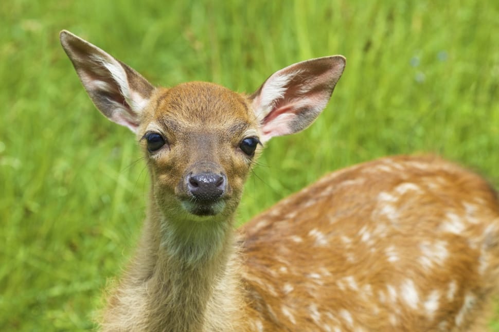 white spotted deer fawn preview