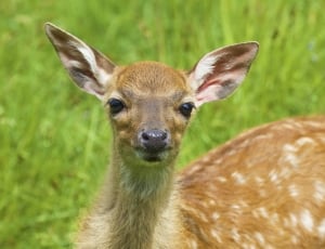 white spotted deer fawn thumbnail