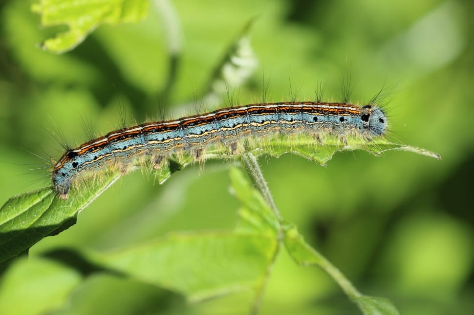 shallow focus photography of forest tent caterpillar on green leaf preview
