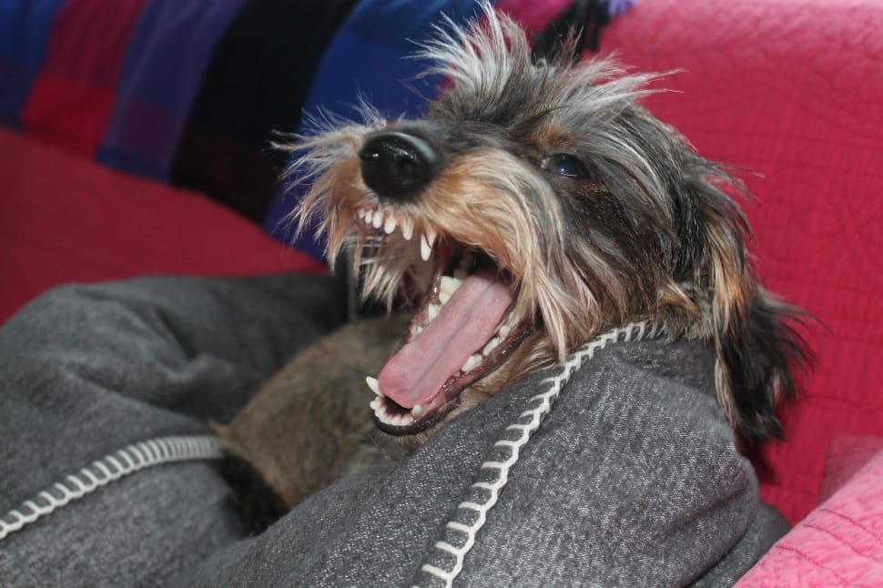 Yawn, Tongue, Lion, Dachshund, Dog, dog, one animal preview