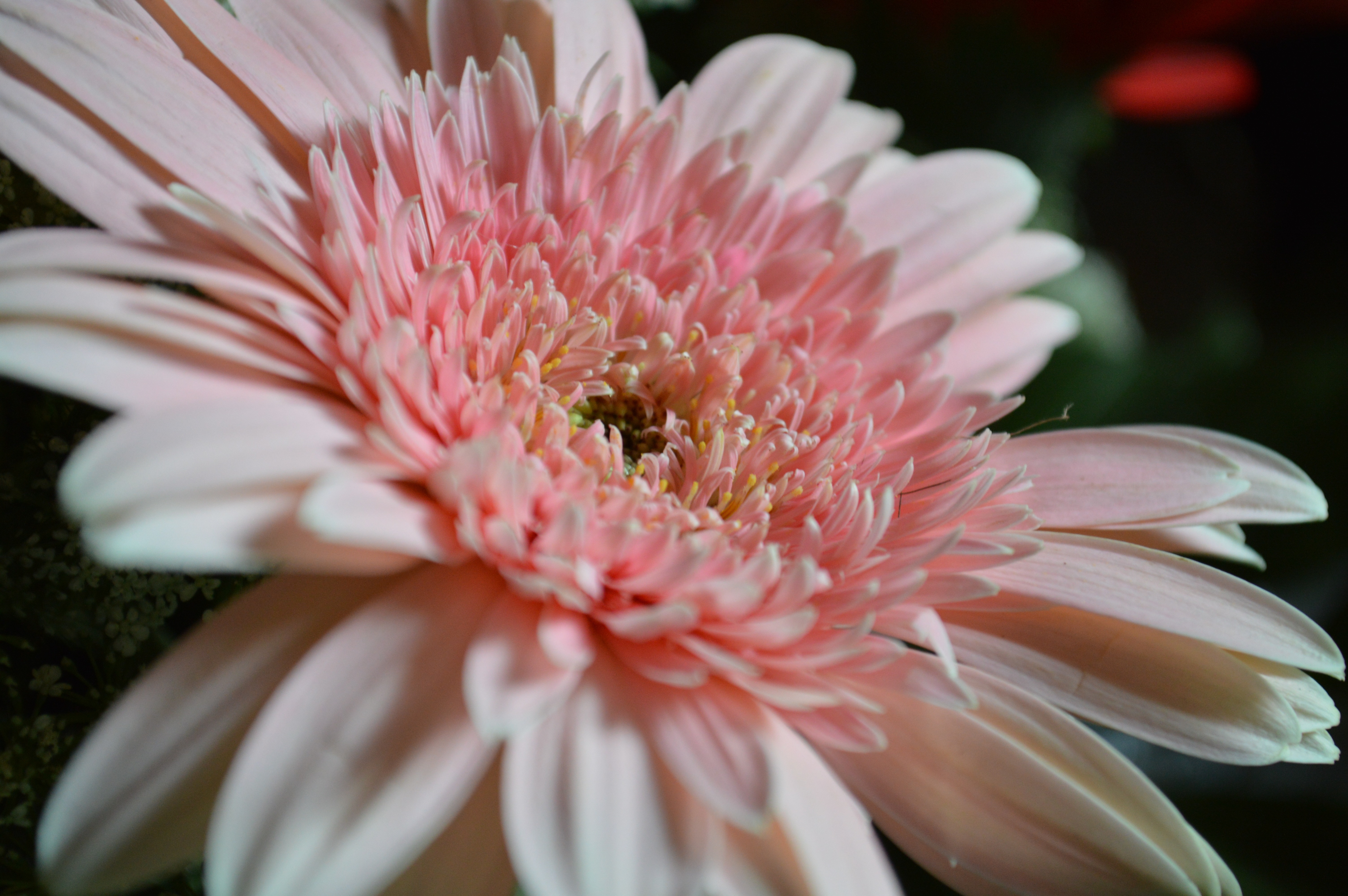 Pink, Spring, Daisy, Flower, Nature, flower, petal