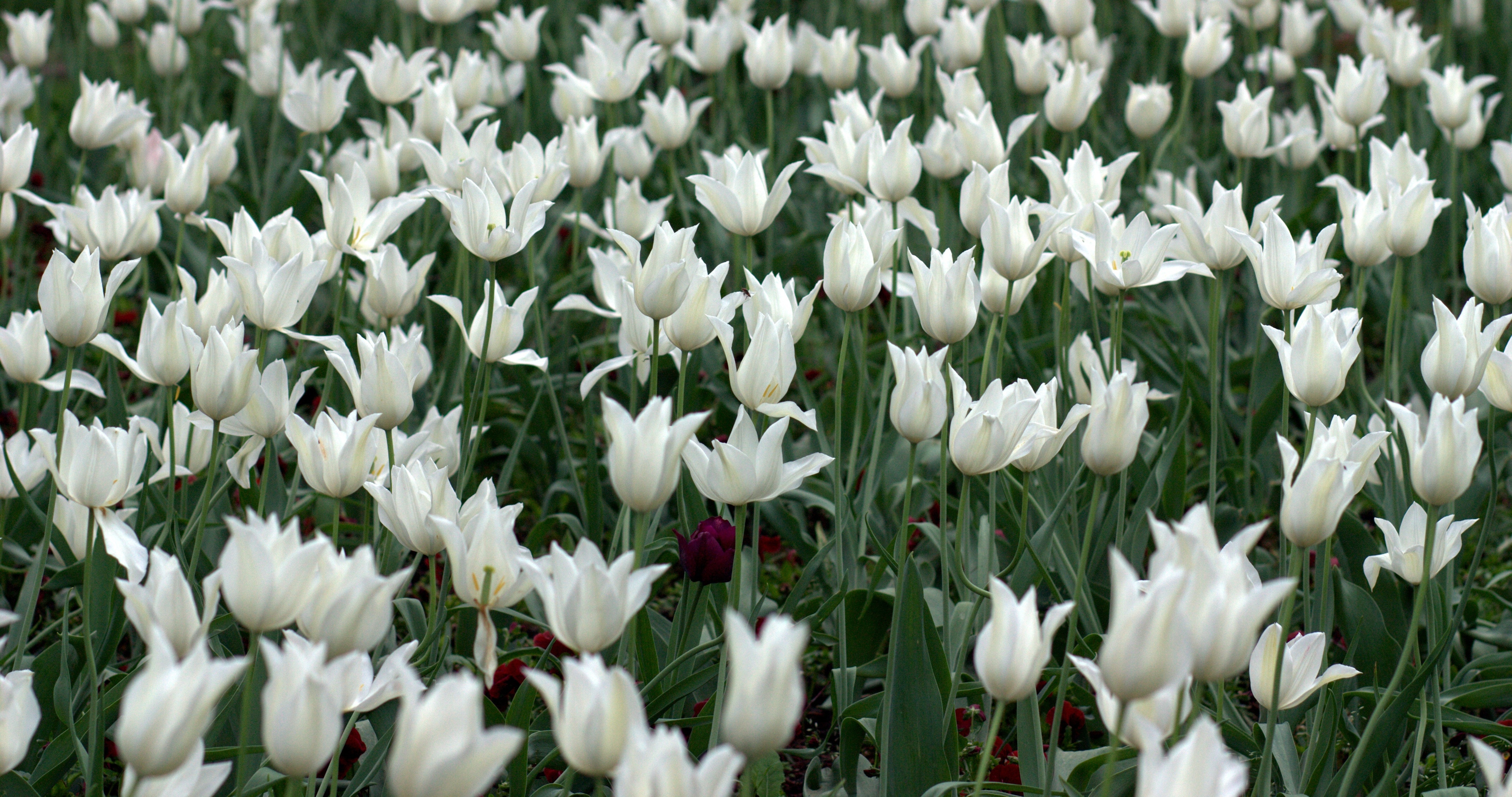 white petal flower field