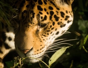photo of leopard thumbnail