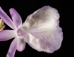 closeup photo of pink and white orchid thumbnail