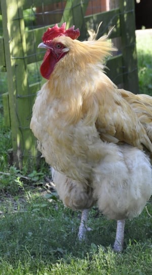 white and yellow rooster standing on green grass during daytime thumbnail