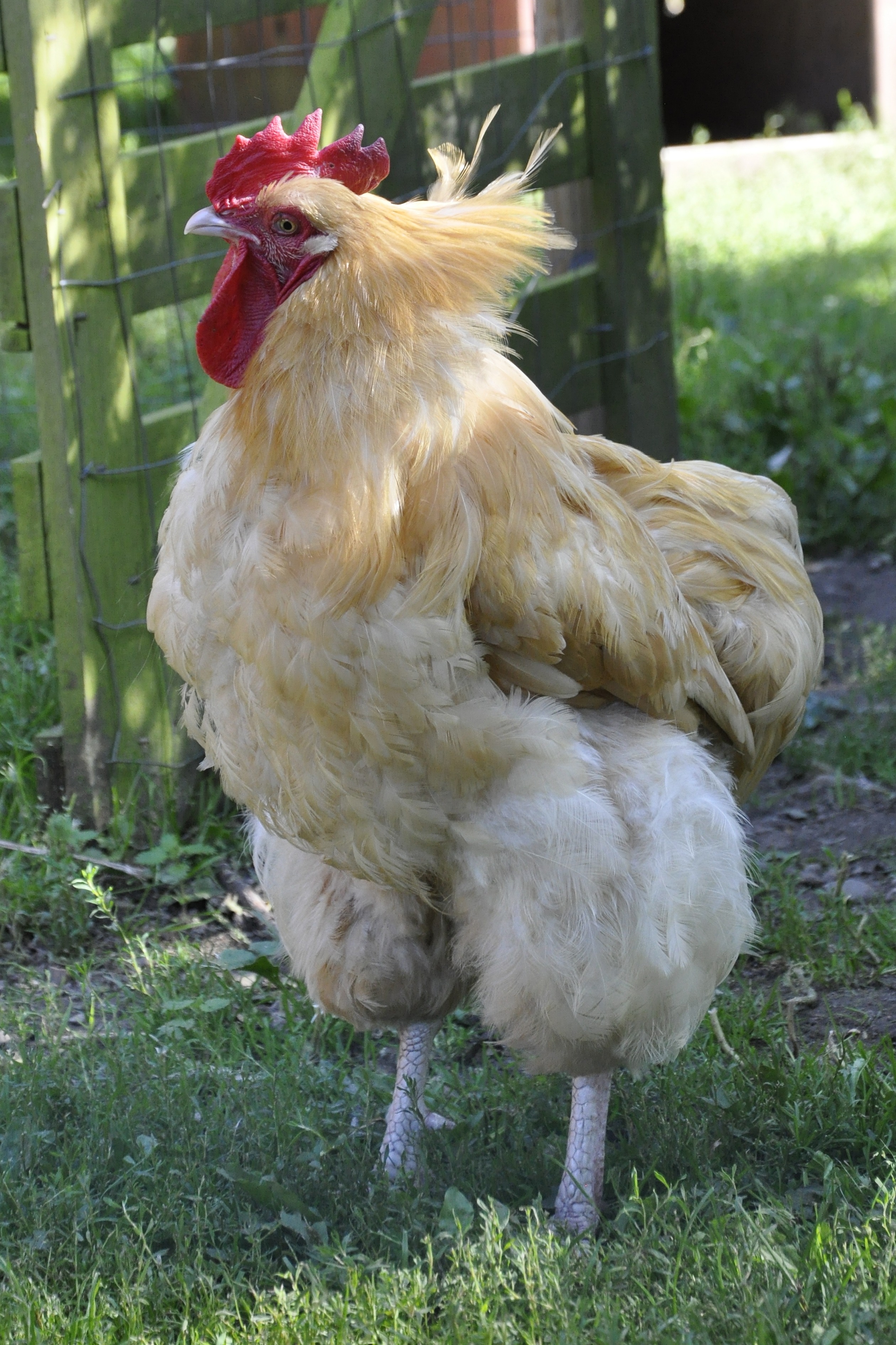 white and yellow rooster standing on green grass during daytime