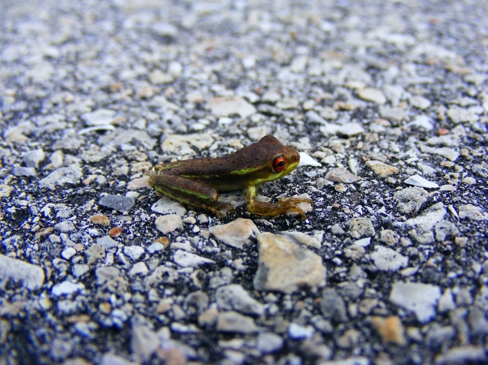 green and brown frog on grey stones preview