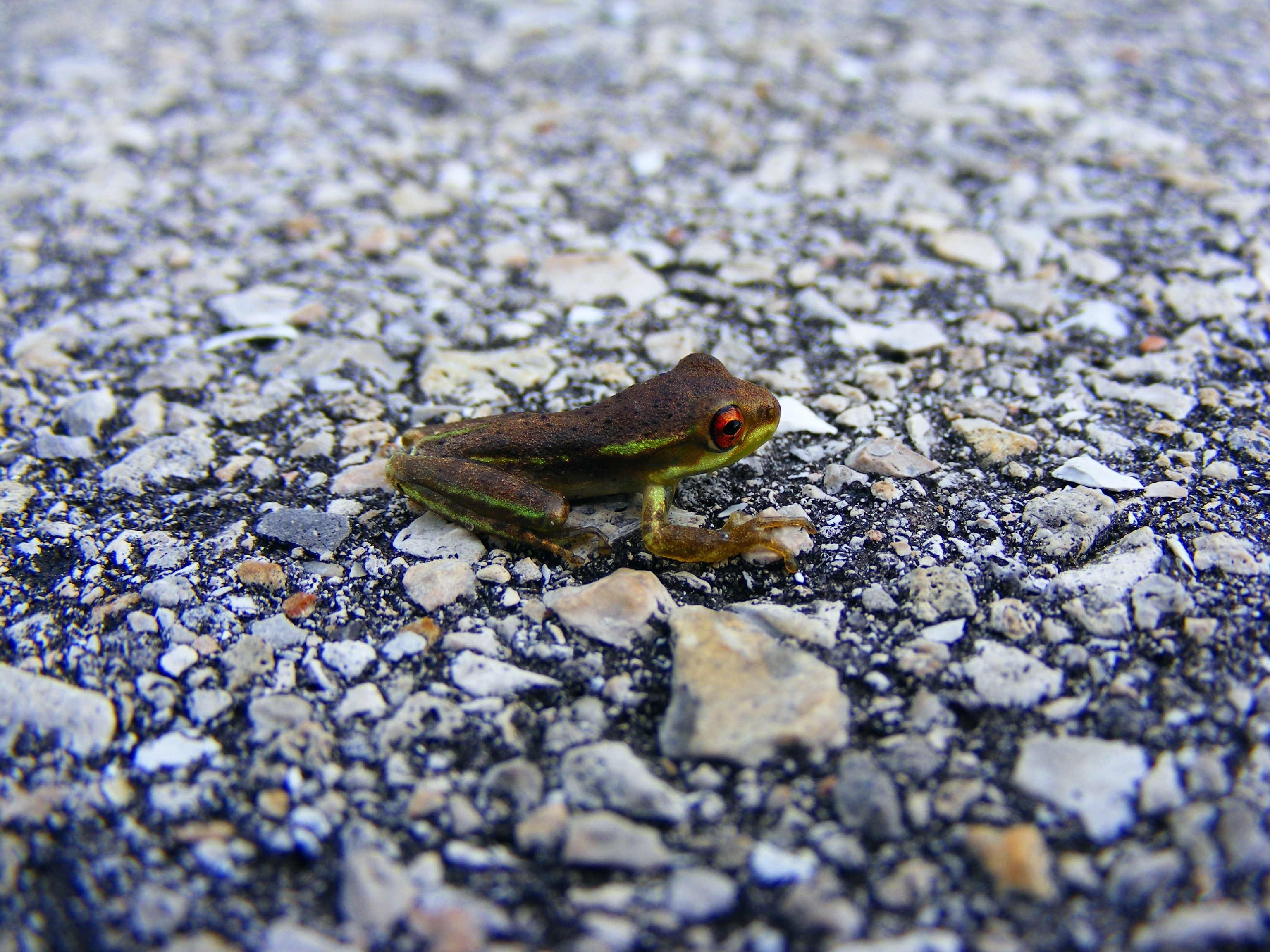 green and brown frog on grey stones