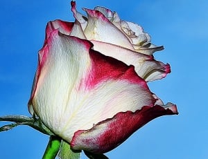 white and red rose thumbnail