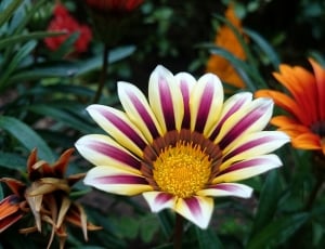 yellow and purple flower thumbnail