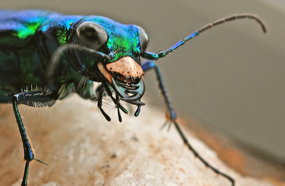 cuckoo wasp preview