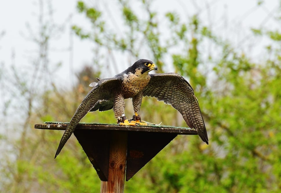 selective focus photography of falcon with opened wings preview