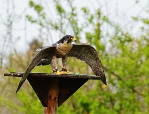 selective focus photography of falcon with opened wings thumbnail
