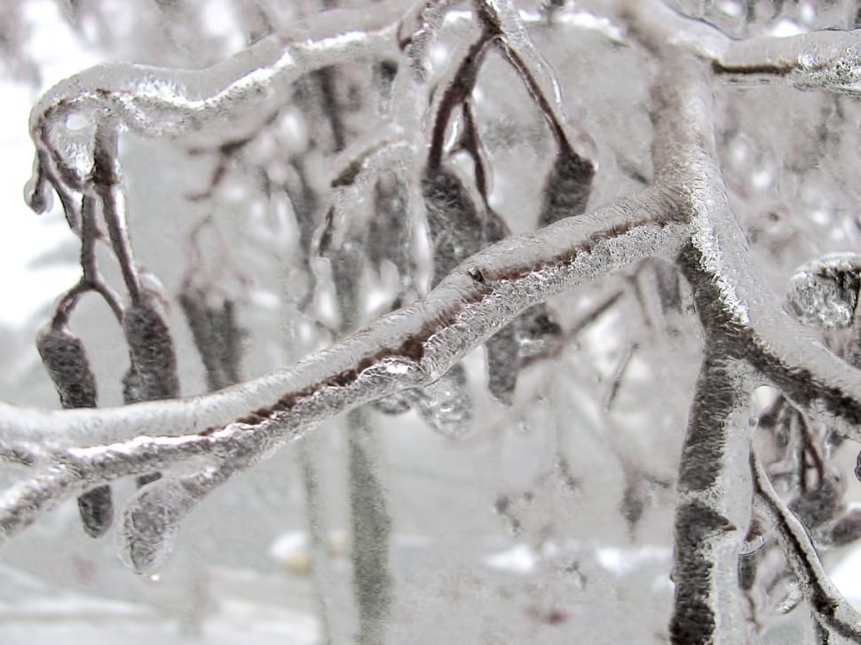 Frozen, Bough, Tree, Ice, Winter, Branch, cold temperature, winter preview