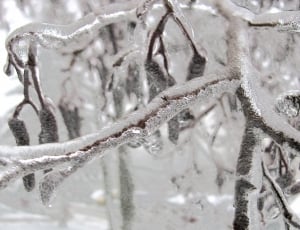 Frozen, Bough, Tree, Ice, Winter, Branch, cold temperature, winter thumbnail