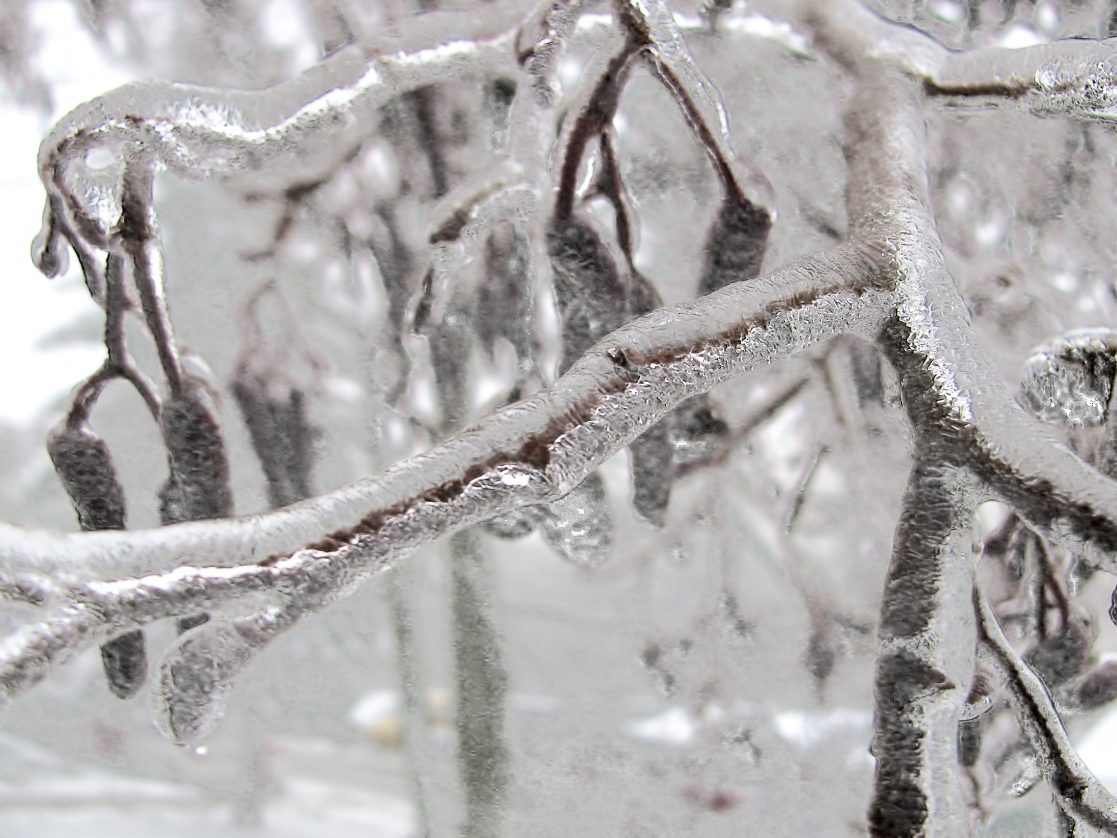 Frozen, Bough, Tree, Ice, Winter, Branch, cold temperature, winter