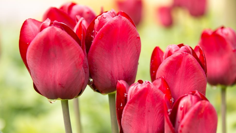 Tulips, Spring, Beads, Macro Photography, red, flower preview
