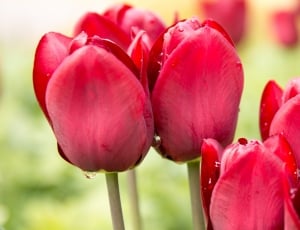 Tulips, Spring, Beads, Macro Photography, red, flower thumbnail