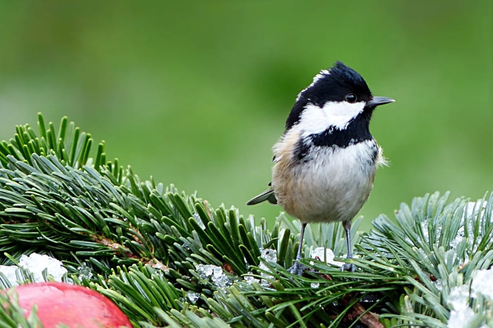 Tit, Foraging, Coal Tit, Periparus Ater, bird, one animal preview