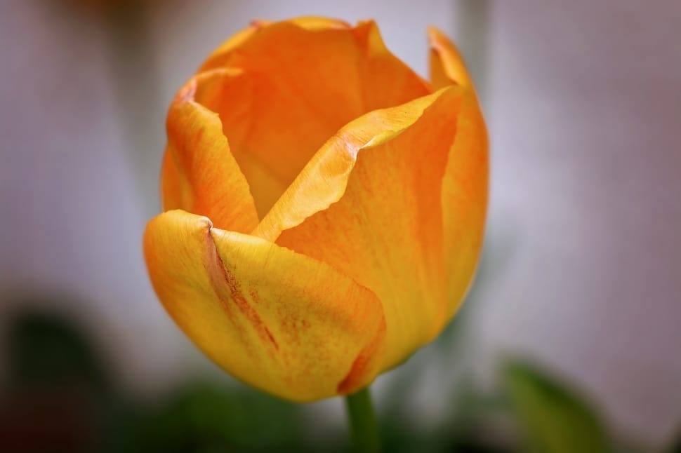 close up photgraphy of a yellow petal flower preview