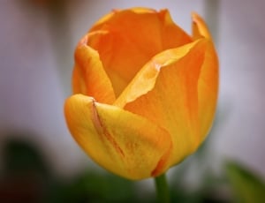 close up photgraphy of a yellow petal flower thumbnail