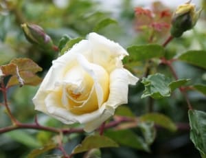 white rose flower thumbnail