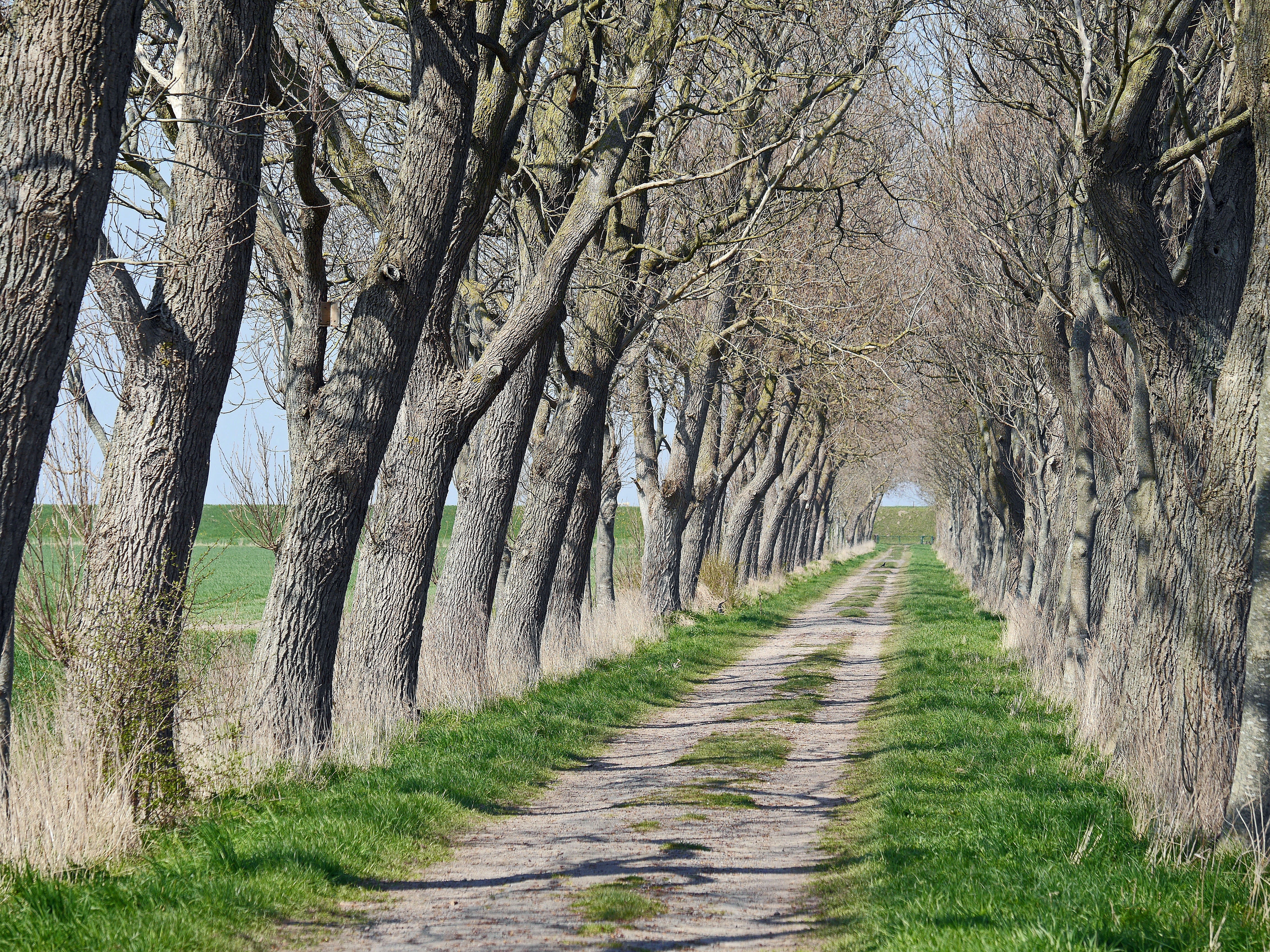 long road surrounded by bare trees