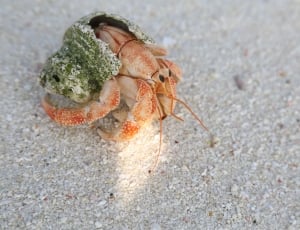 orange hermit crab thumbnail