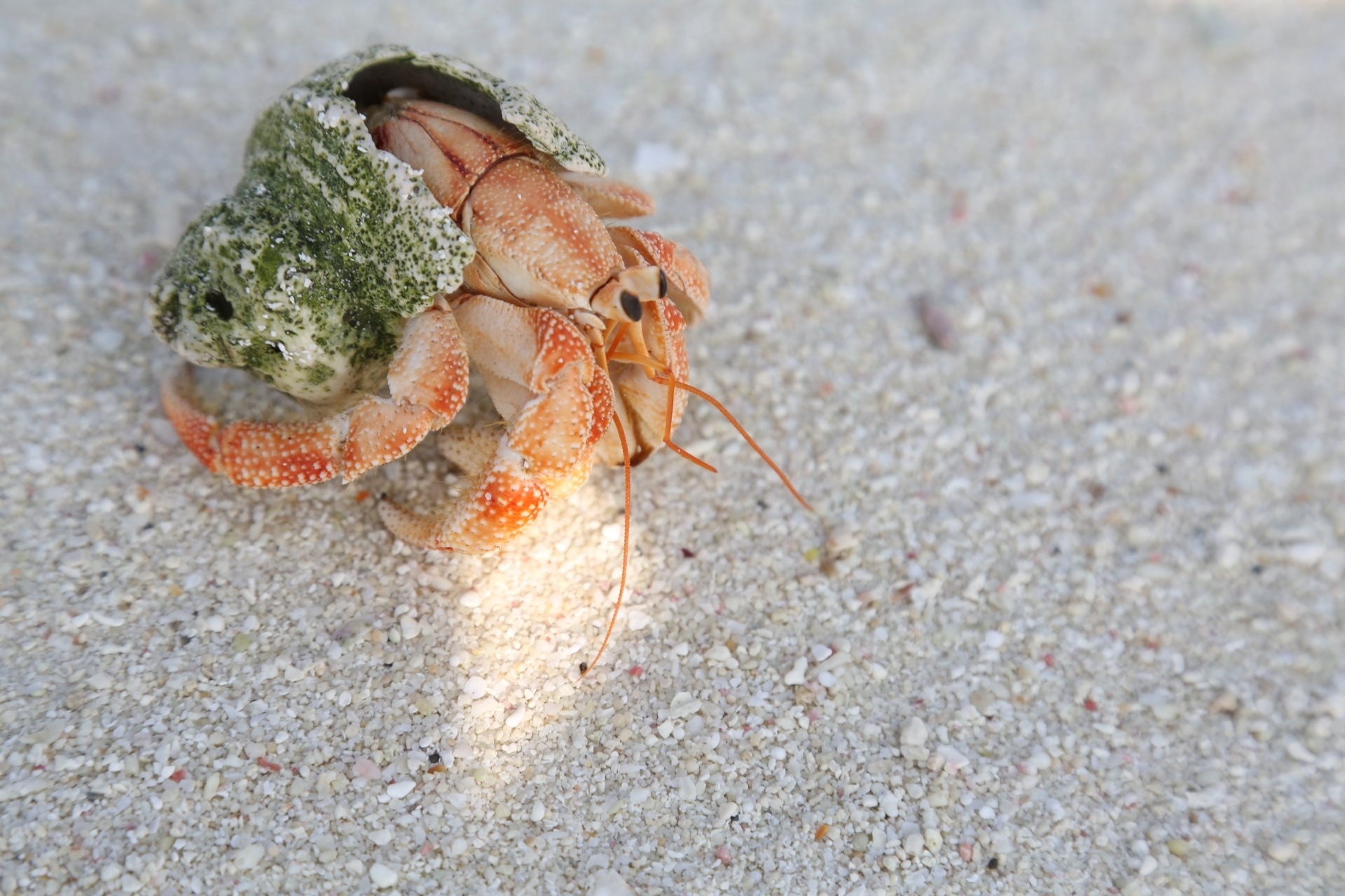 orange hermit crab