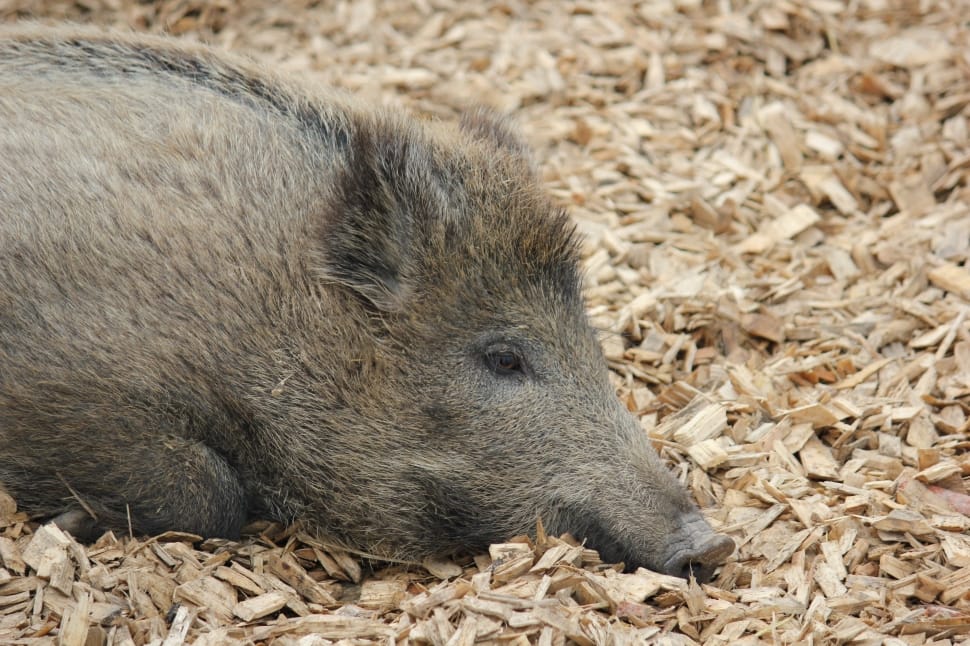 black wild boar during daytime preview