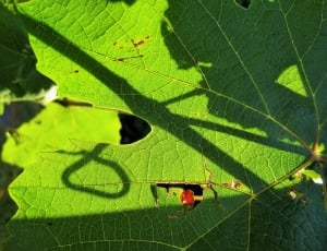 Green, Grape, Light, Vine, Leaves, leaf, green color thumbnail