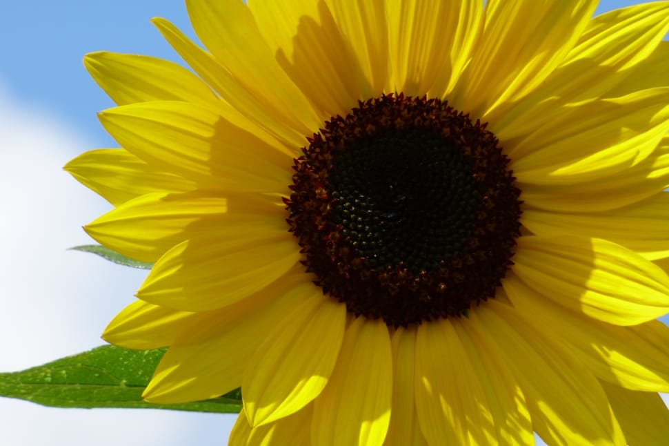 yellow sunflower preview