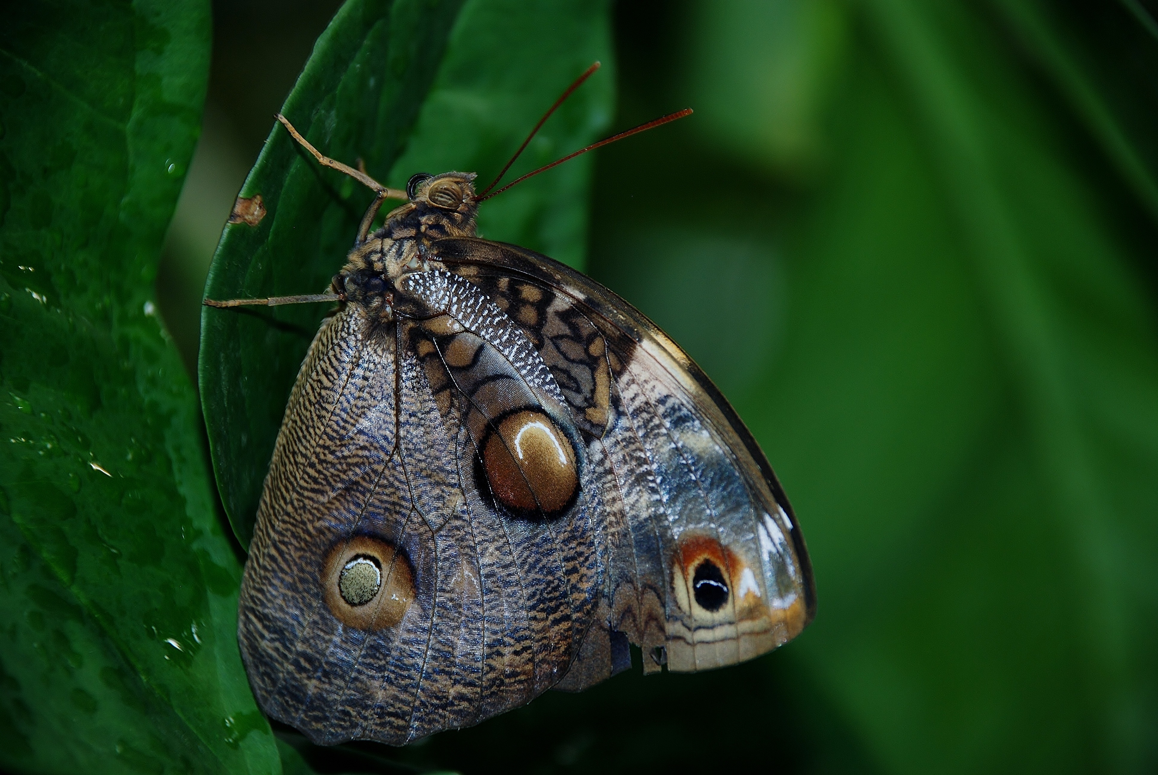 Butterfly, Caligo Atreus Dionysos, Blue, one animal, animal wildlife