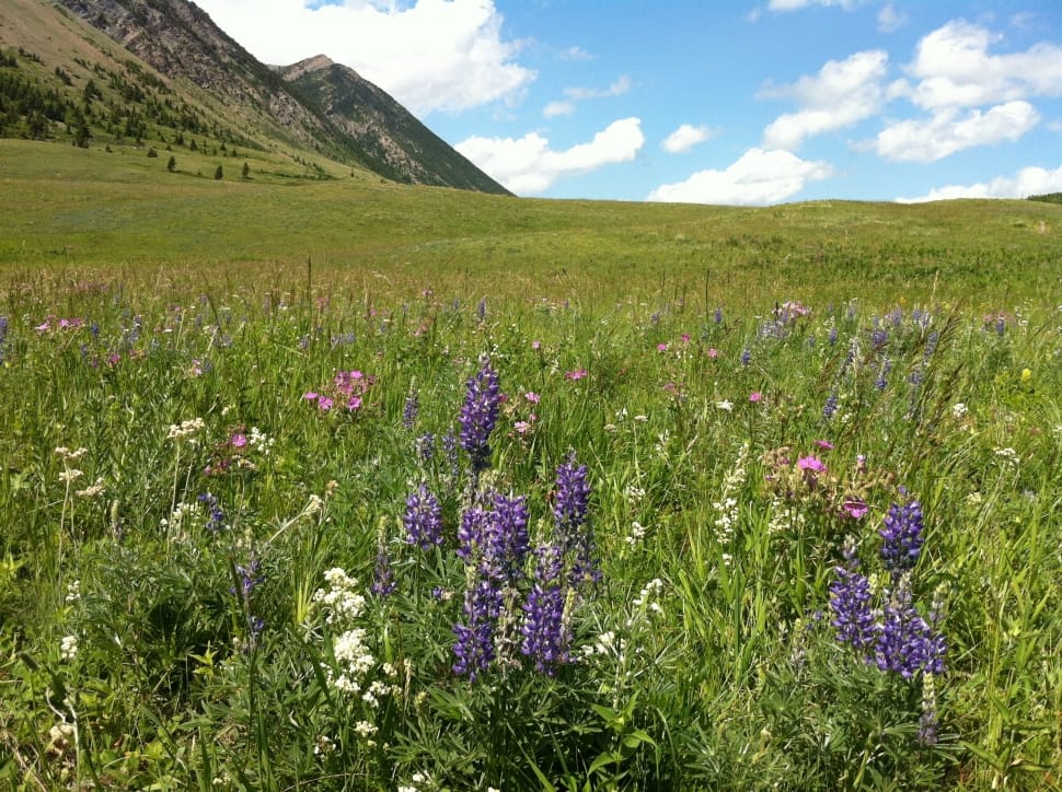 Mountains, Wildflowers, purple, green color preview