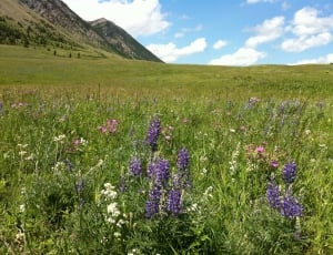 Mountains, Wildflowers, purple, green color thumbnail