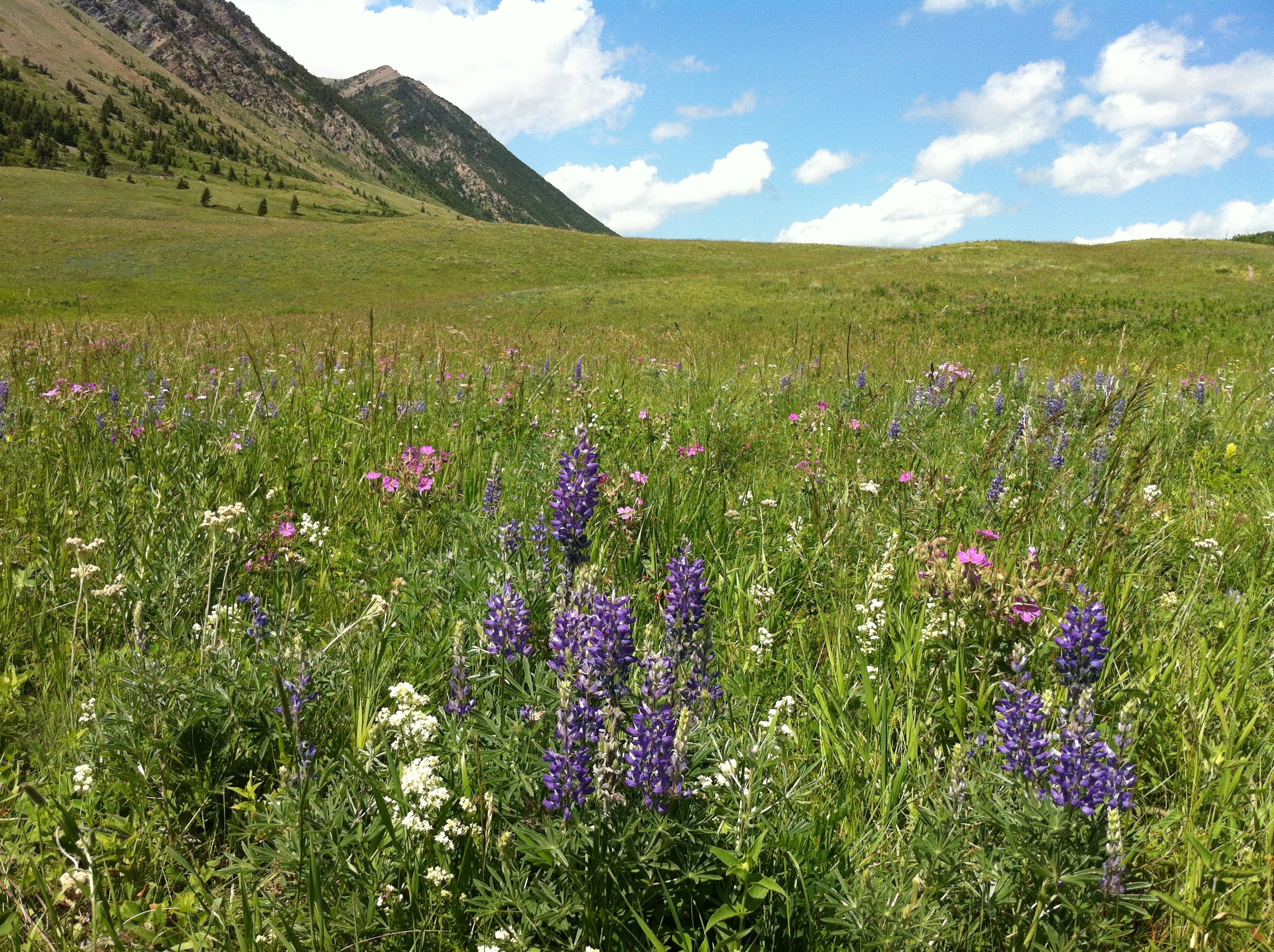 Mountains, Wildflowers, purple, green color