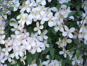 Flowers, Cluster, Blossom, White, flower, growth thumbnail
