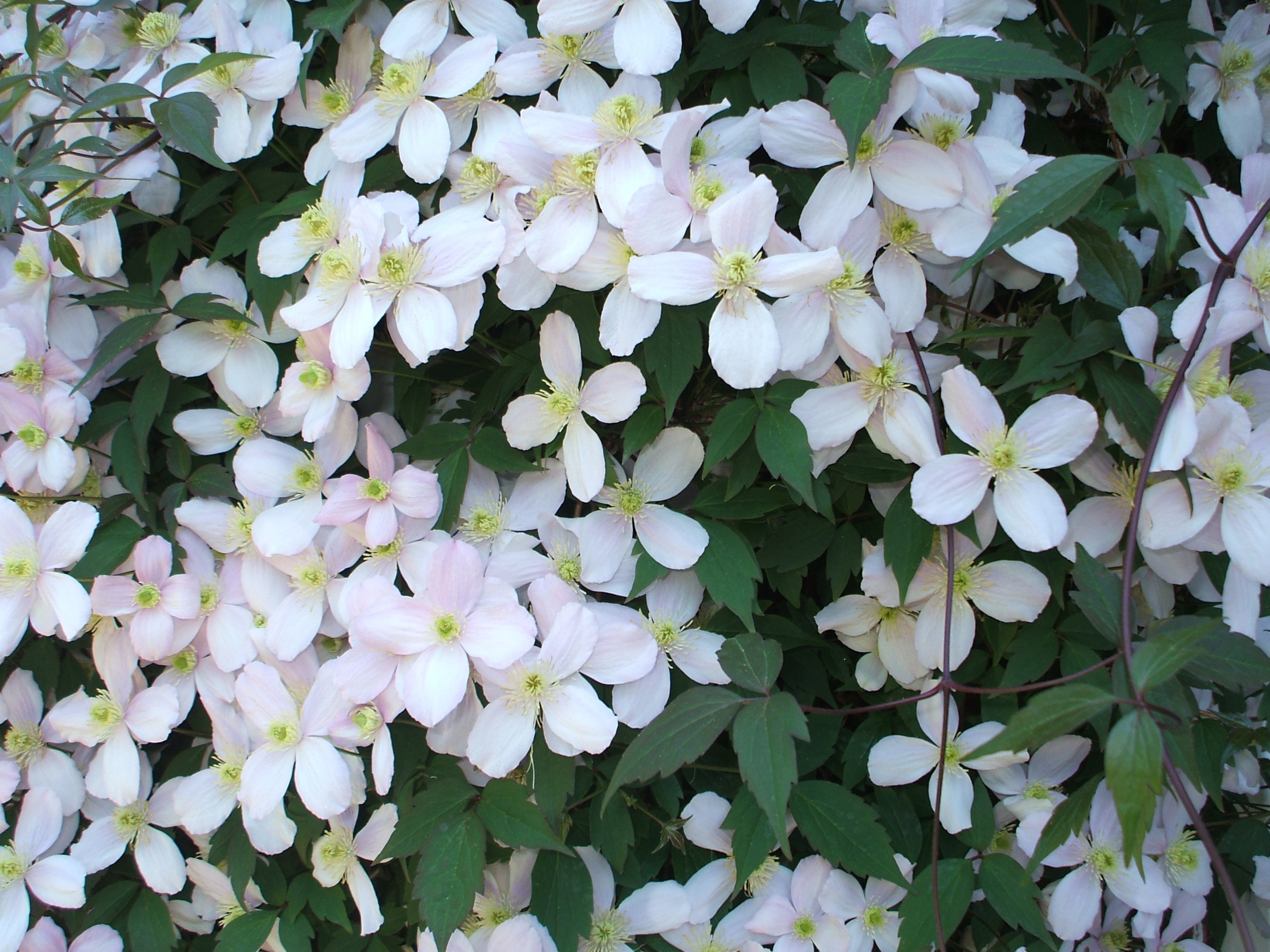 Flowers, Cluster, Blossom, White, flower, growth