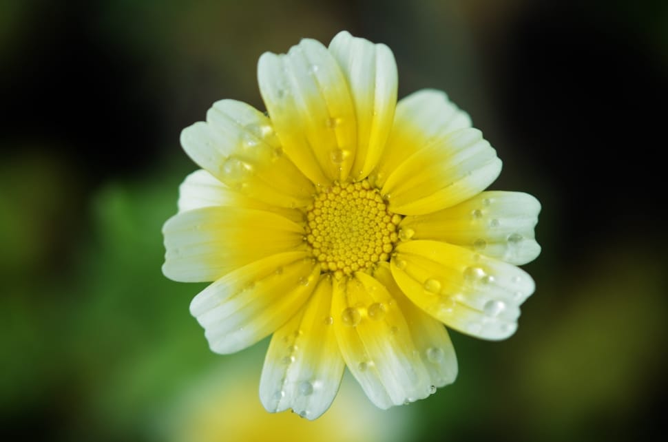 yellow and white flower focus shot preview
