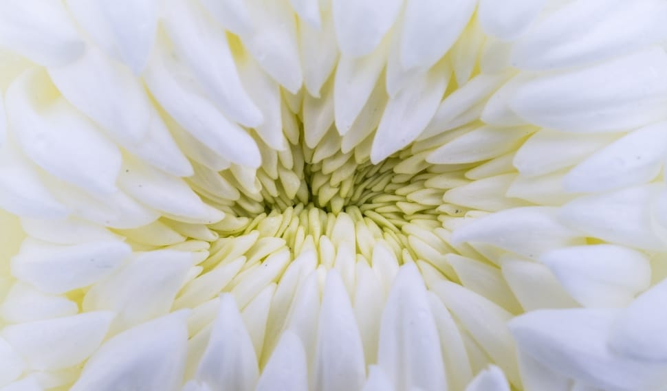 white flower bu preview