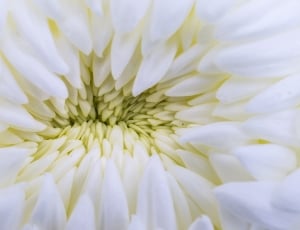 white flower bu thumbnail
