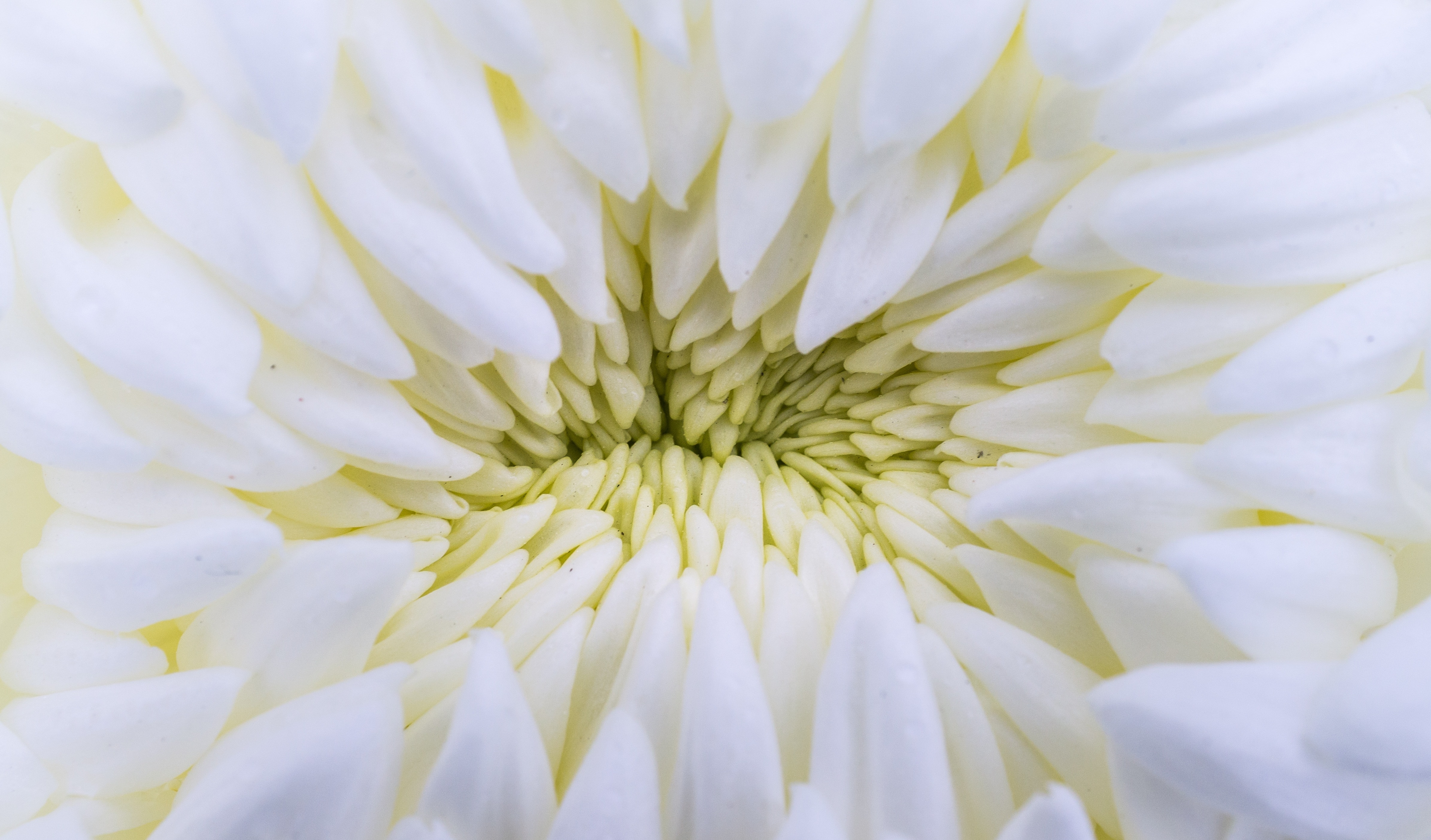 white flower bu