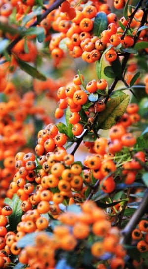selective focus photography of orange round fruits thumbnail