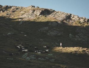 group of animal on mountain during day time thumbnail
