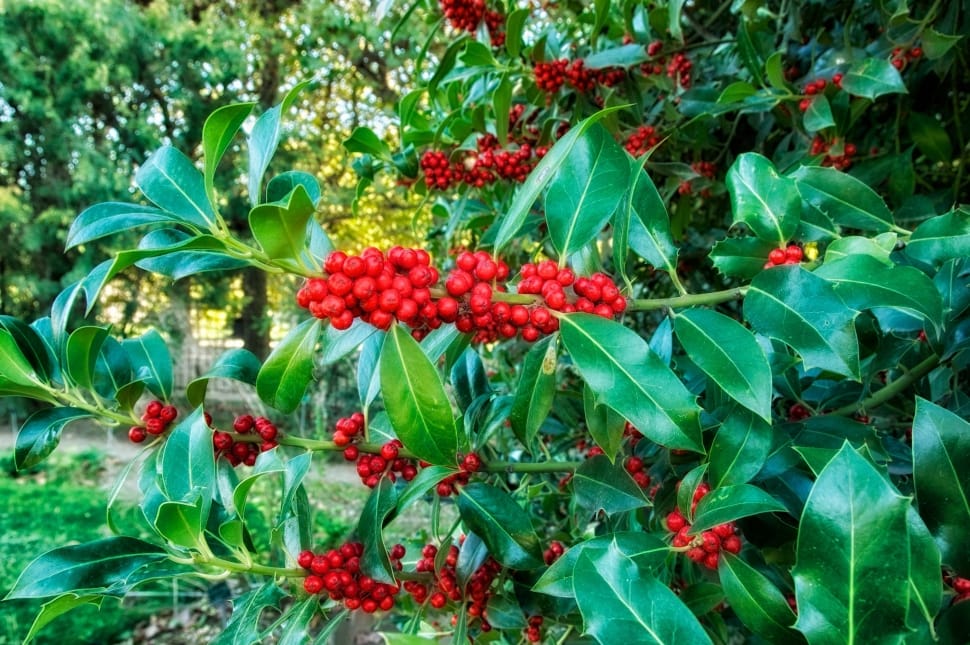 red berries plant preview